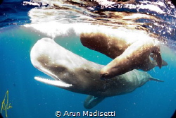 Curse of the Tokina 10-17. Sperm whales, off the coast, t... by Arun Madisetti 